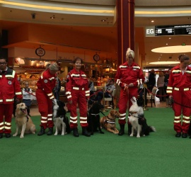 Dog Days, Plus City Linz