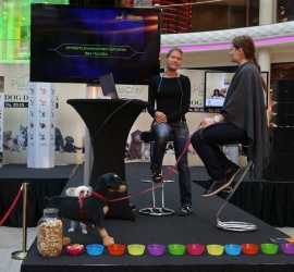 Dog Days, Plus City Linz