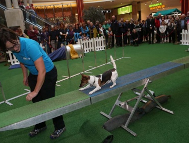 Dog Days, Plus City Linz